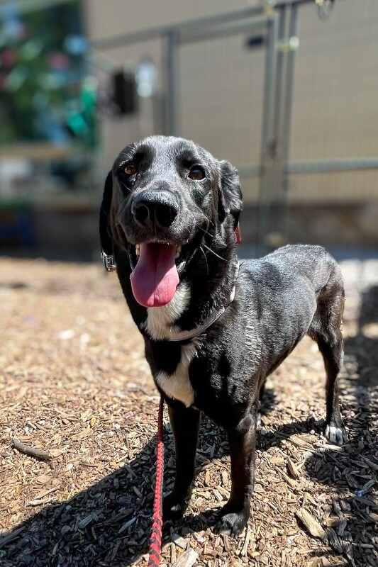 Learn More About Waller Waller - Dog