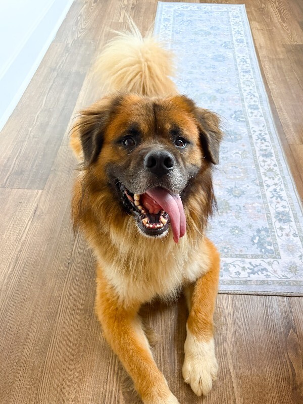 Martin - Dog