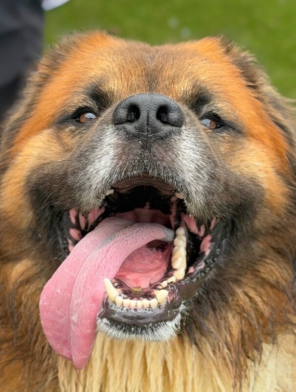 View Martin the Dog Photo #7