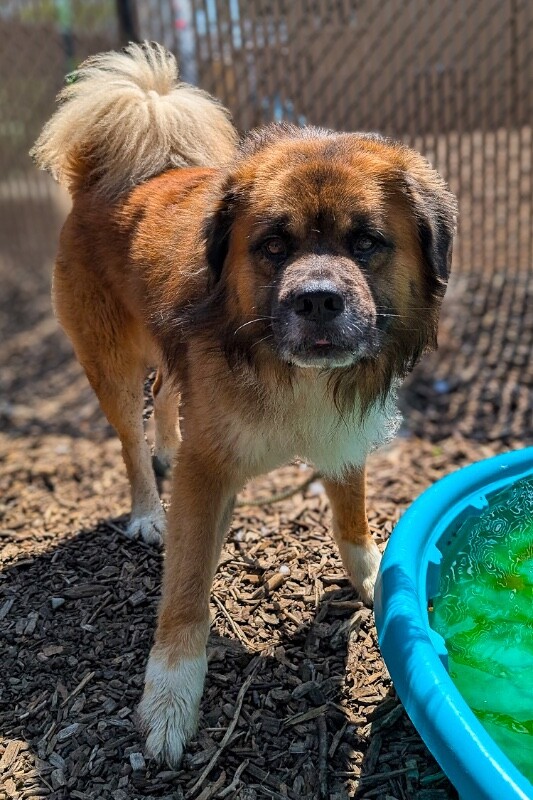 Learn More About Martin Martin - Dog