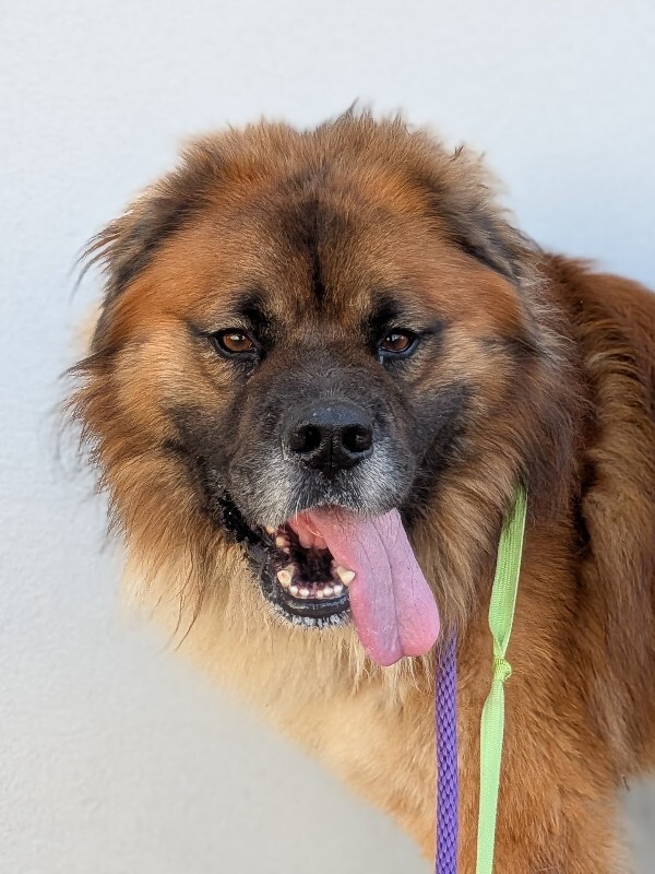 Learn More About Martin Martin - Dog