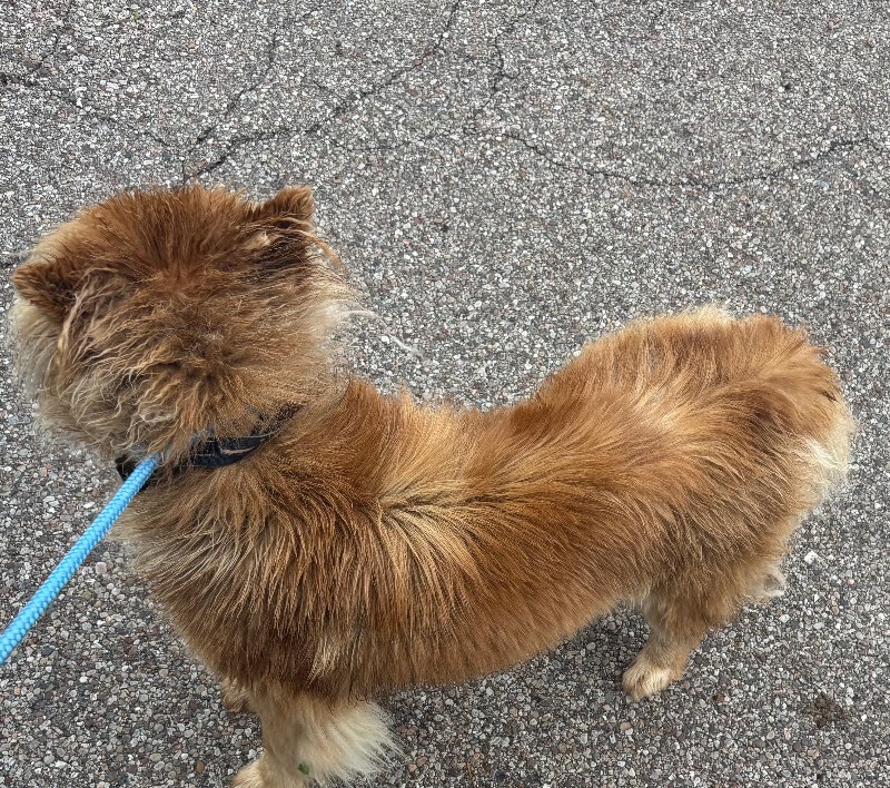 View Chow Mein the Dog Photo #2