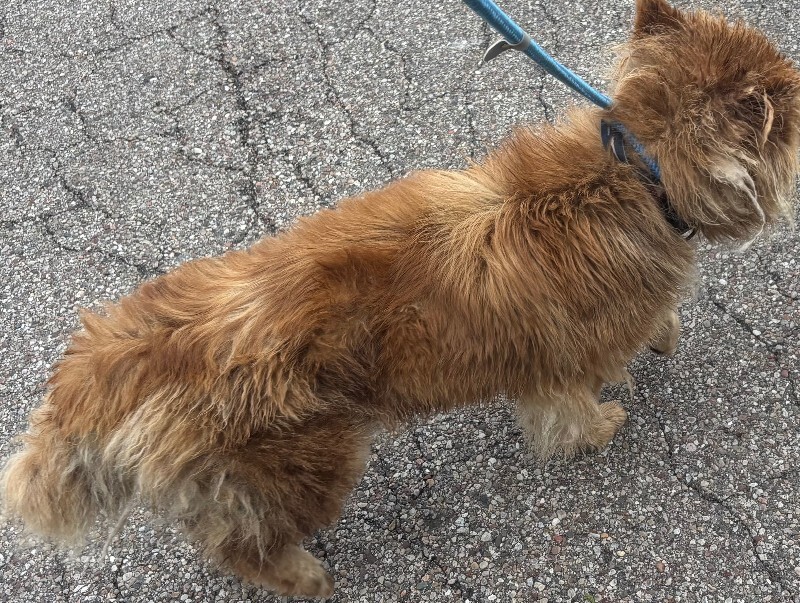 View Chow Mein the Dog Photo #4