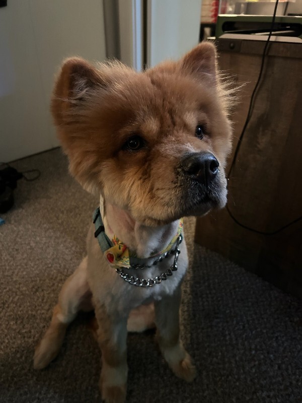 View Chow Mein the Dog Photo #5