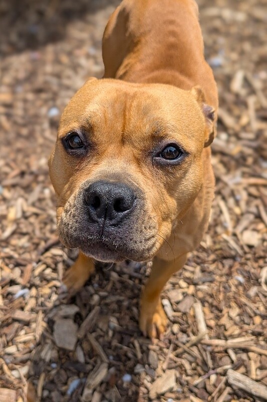 View Honey Bunch the Dog Photo #5