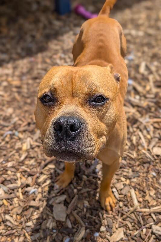 View Honey Bunch the Dog Photo #4