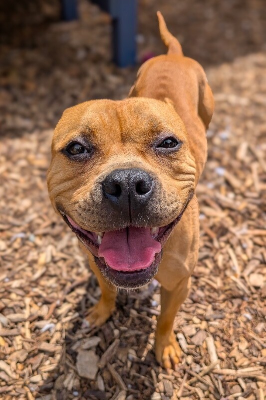 Learn More About Honey Bunch Honey Bunch - Dog