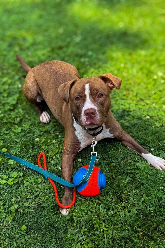View Strawberry the Dog Photo #2