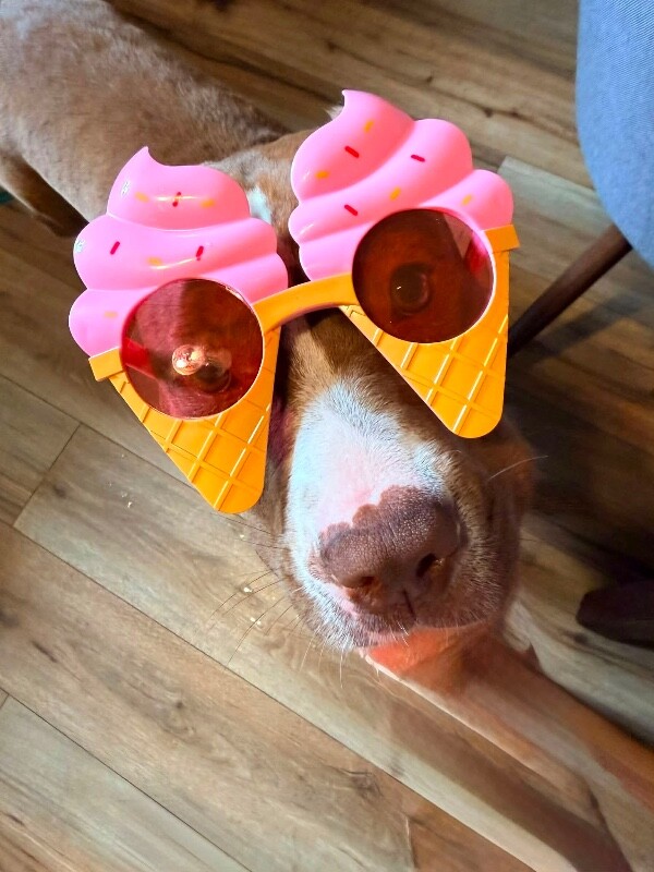 View Strawberry the Dog Photo #5