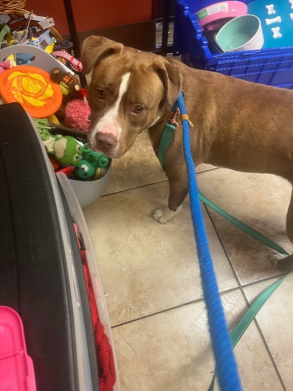 Learn More About Strawberry Strawberry - Dog