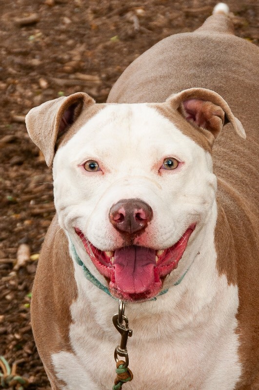 Learn More About Dog Dog Dog Dog - Dog