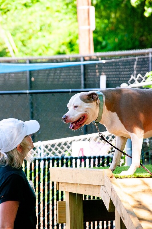 View Dog Dog the Dog Photo #10