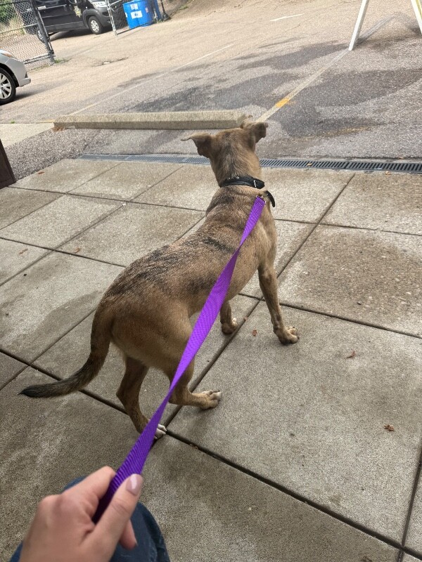 View Tripp the Dog Photo #3