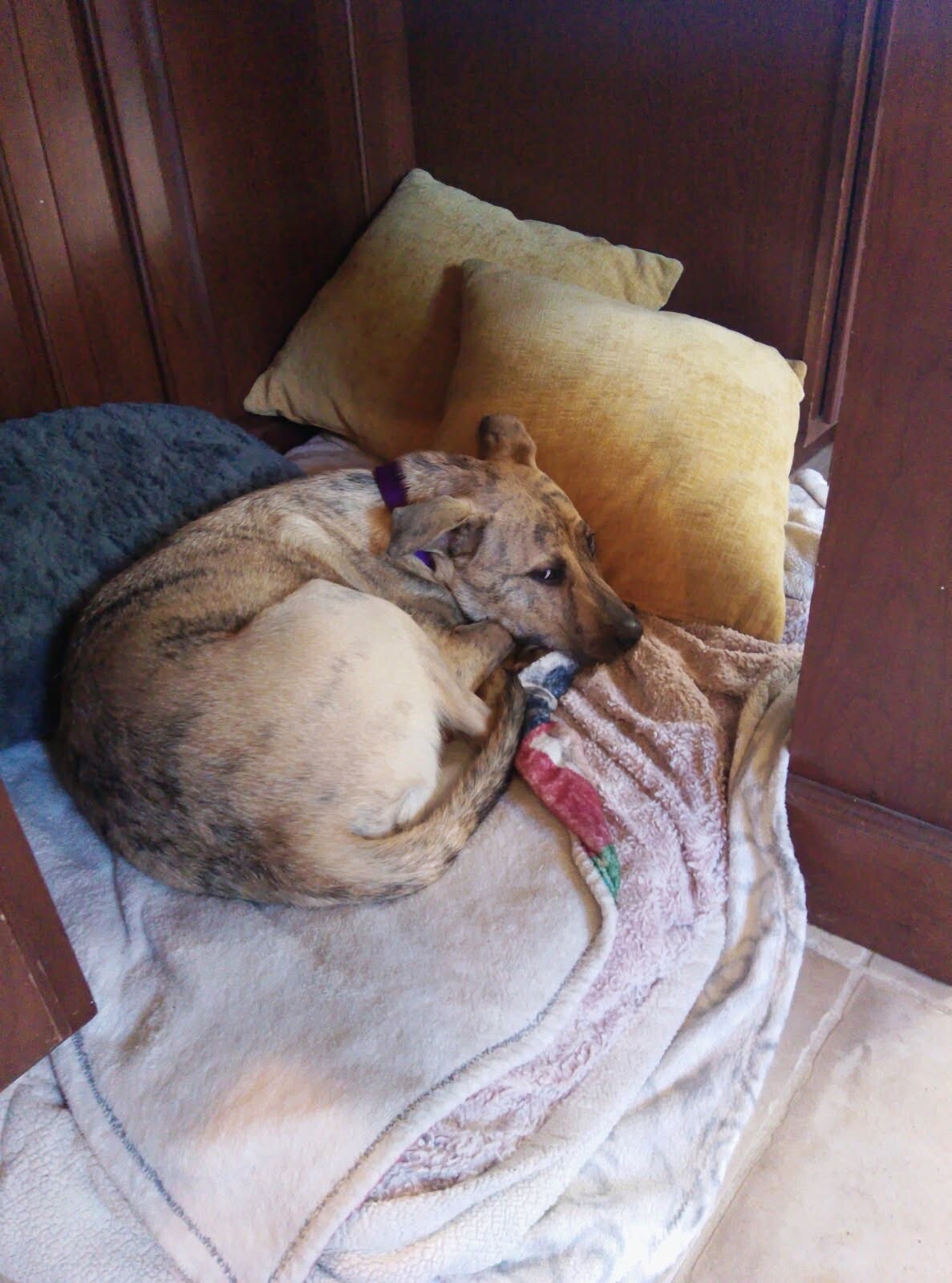 Learn More About Tripp Tripp - Dog