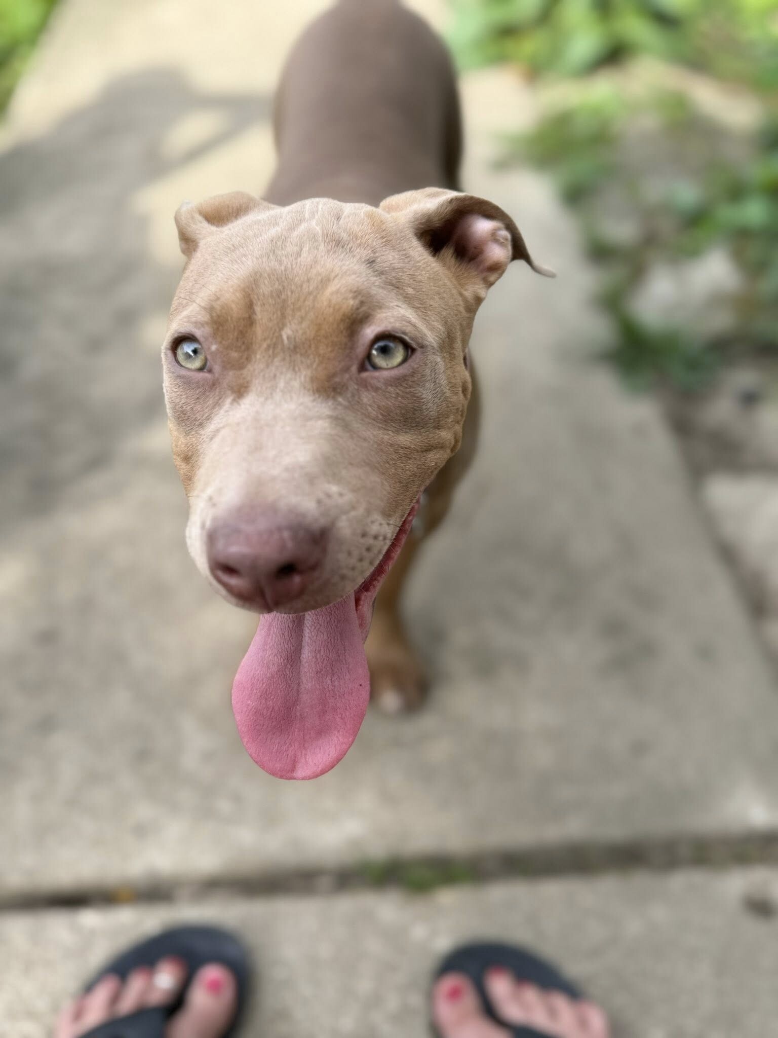 View Khaki the Dog Photo #2