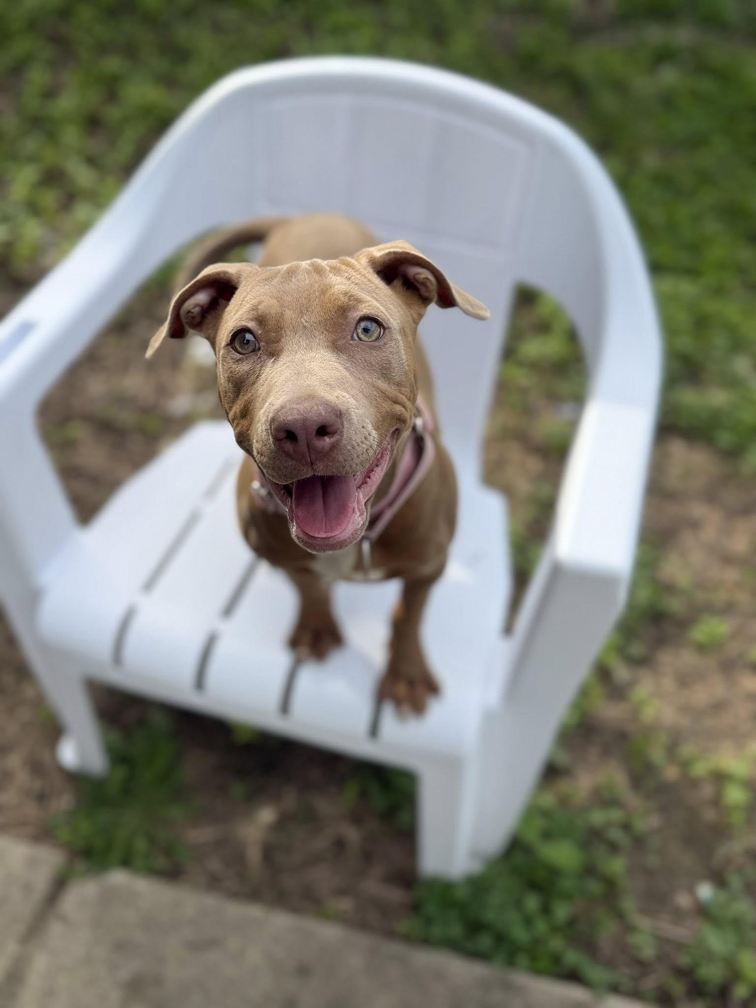 Learn More About Khaki Khaki - Dog