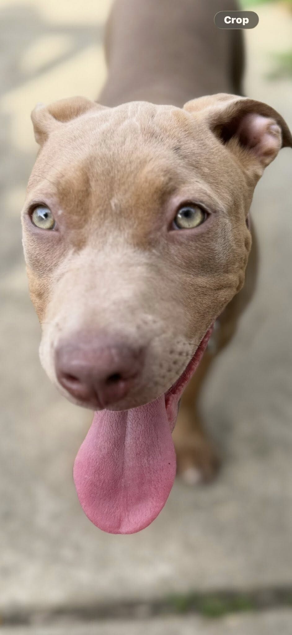 View Khaki the Dog Photo #4