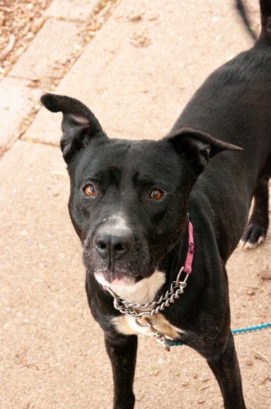 Learn More About Chuck Chuck - Dog