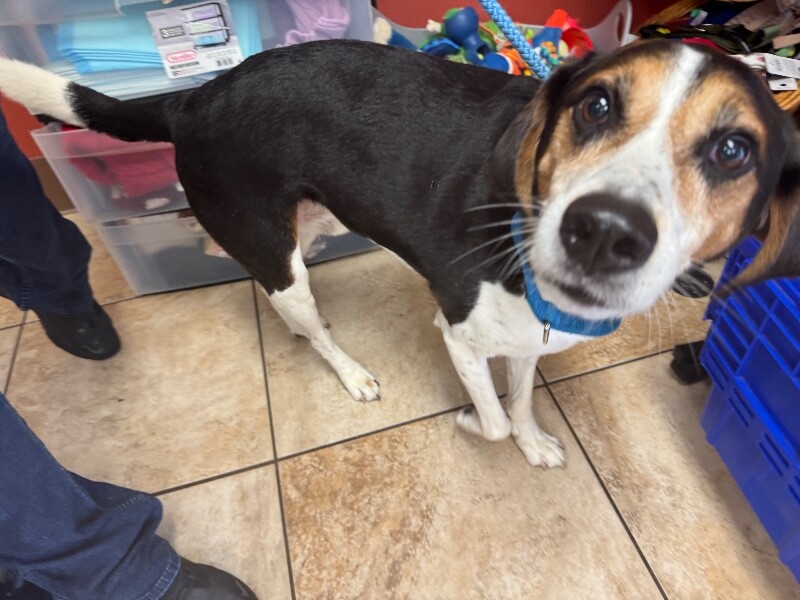 Learn More About Declan Declan - Dog