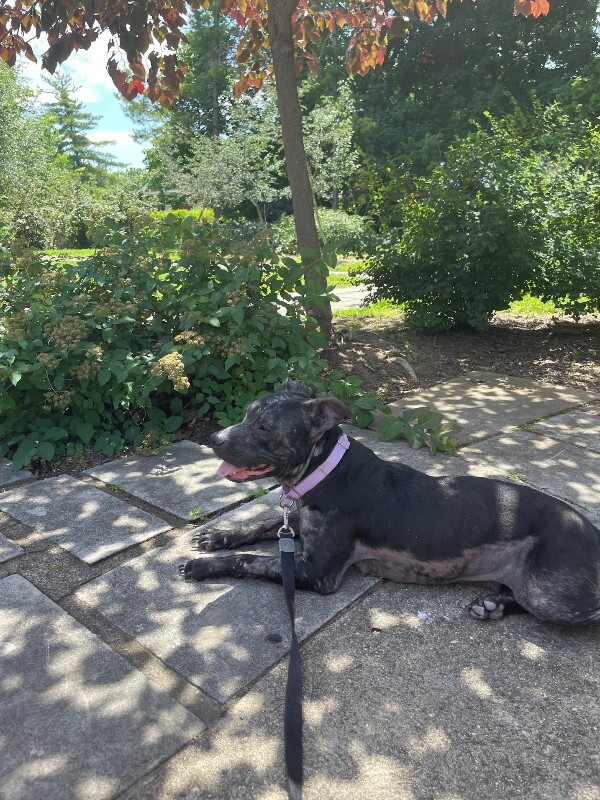 View Country Living the Dog Photo #4