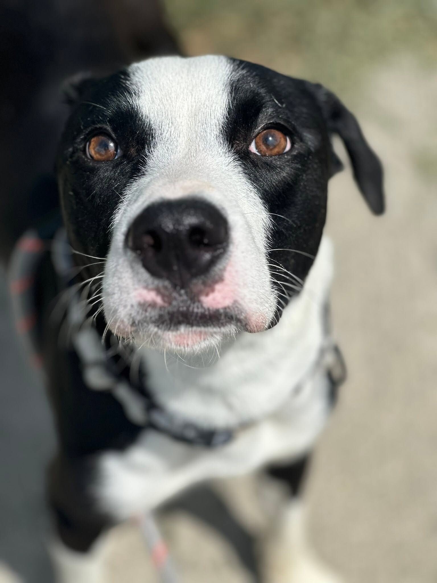 View Appa the Dog Photo #2