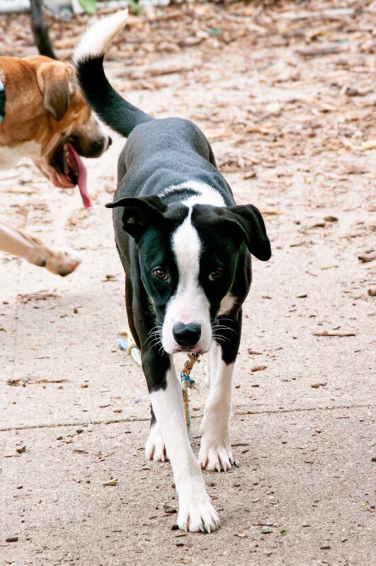 View Appa (actual) the Dog Photo #3