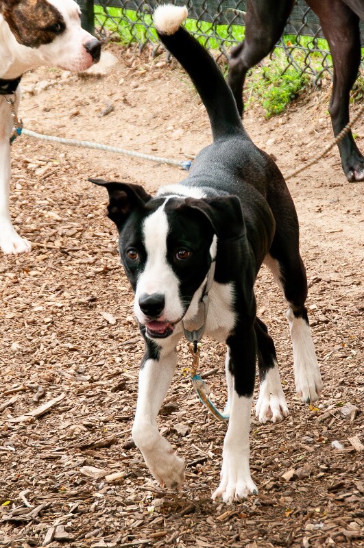 Appa (Actual) - Dog