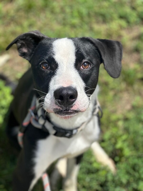 View Appa the Dog Photo #5