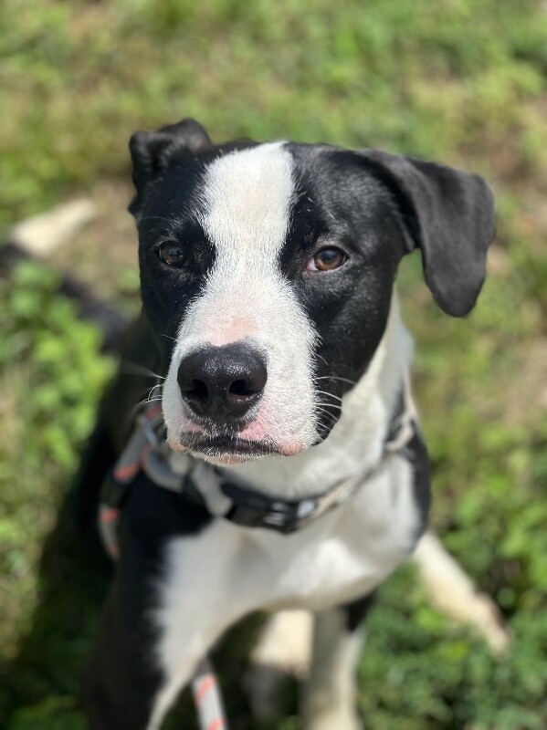 View Appa the Dog Photo #4