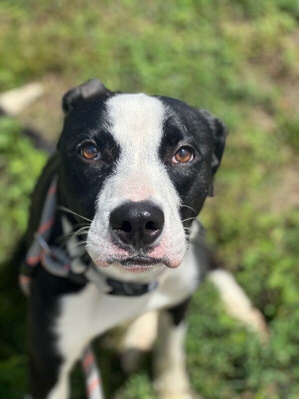 Appa - Dog