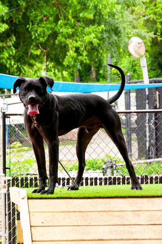 View Rambo the Dog Photo #2