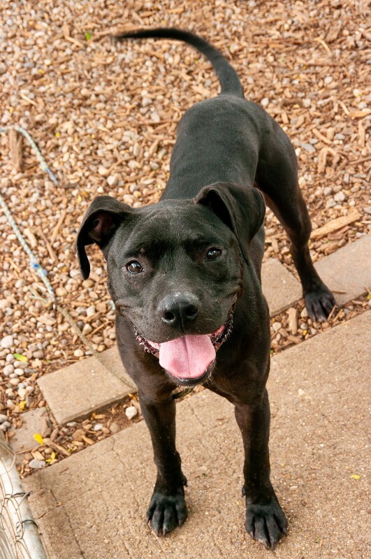 Learn More About Rambo Rambo - Dog