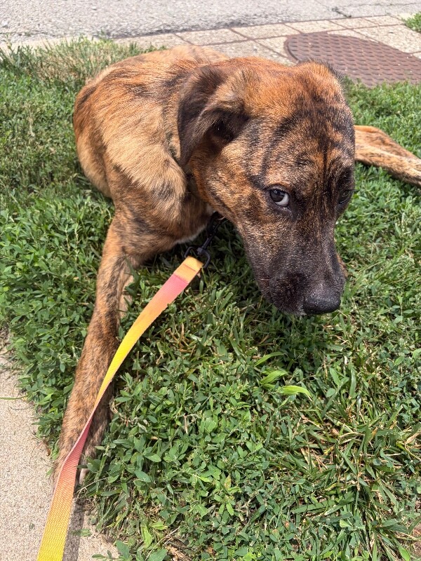 View Kj the Dog Photo #3