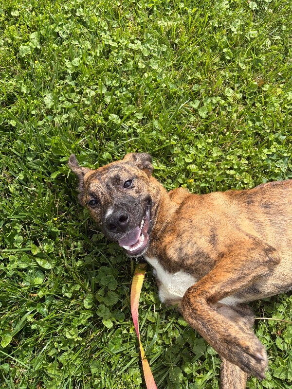View Kj the Dog Photo #4