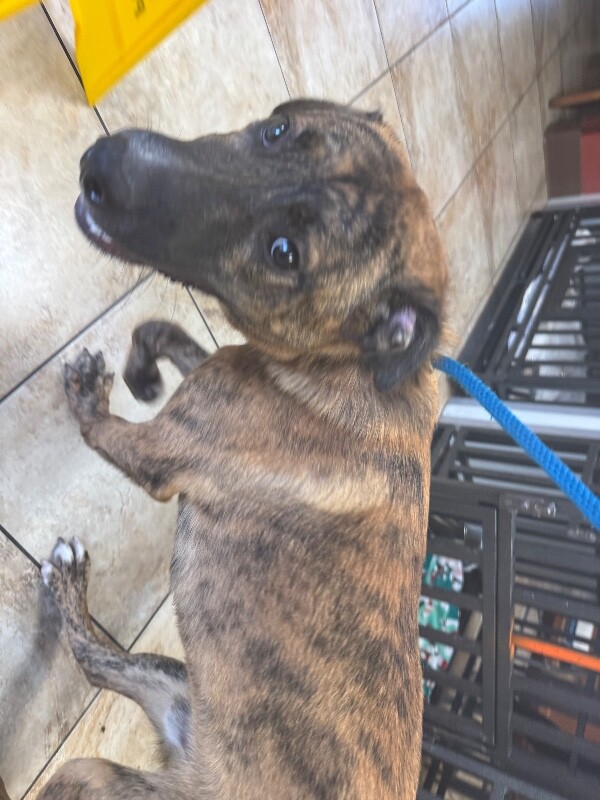 Learn More About Kj KJ - Dog