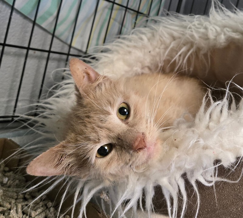 Bowie - Cat