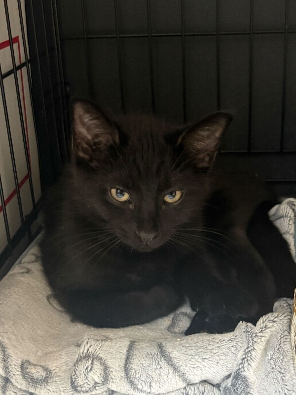 Learn More About Bradbury Bradbury - Cat