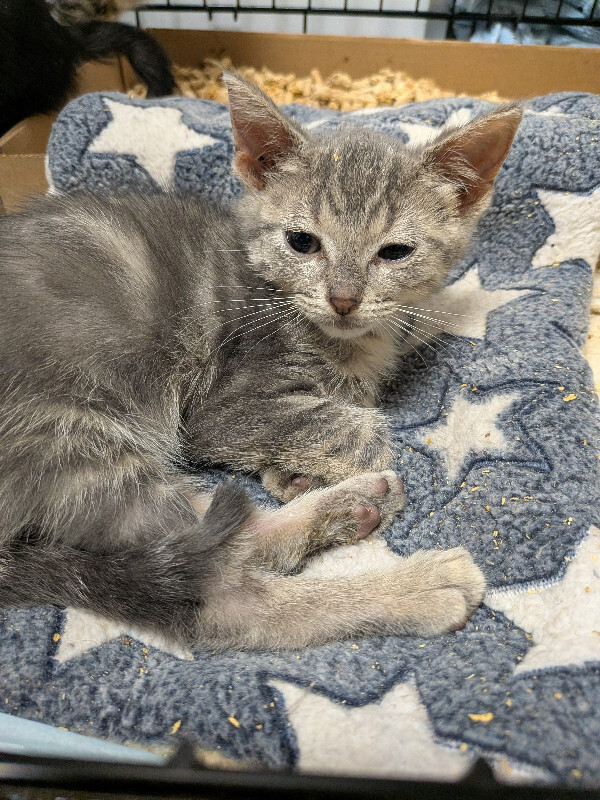 Benny - Cat