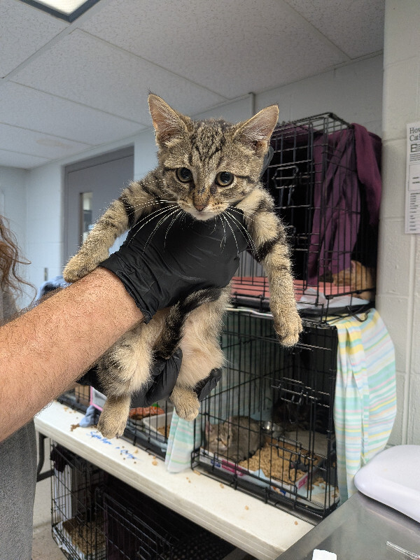 Learn More About Louie Louie - Cat