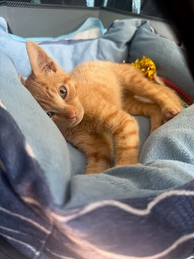 Learn More About Cheetoh Cheetoh - Cat