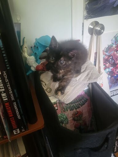 View Smokey the Cat Photo #3