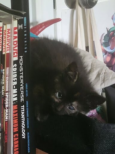 View Smokey the Cat Photo #4