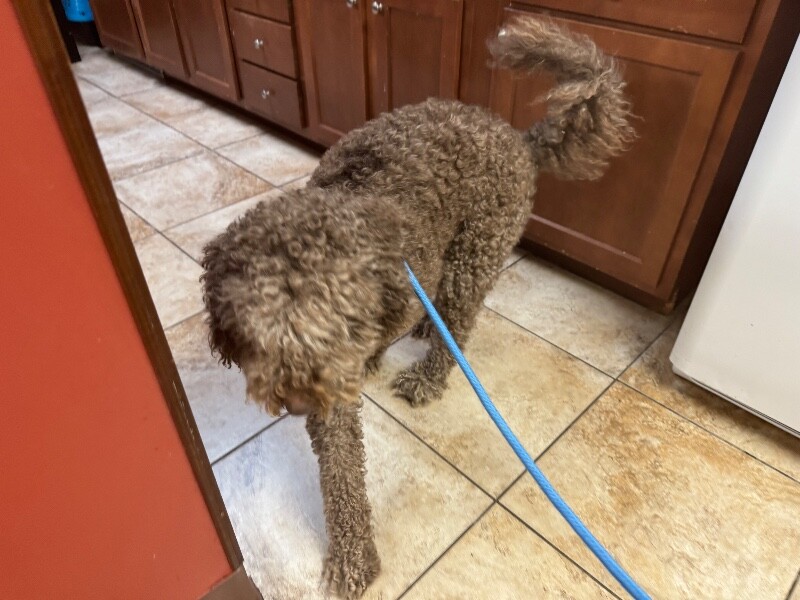 View Felicia the Dog Photo #3