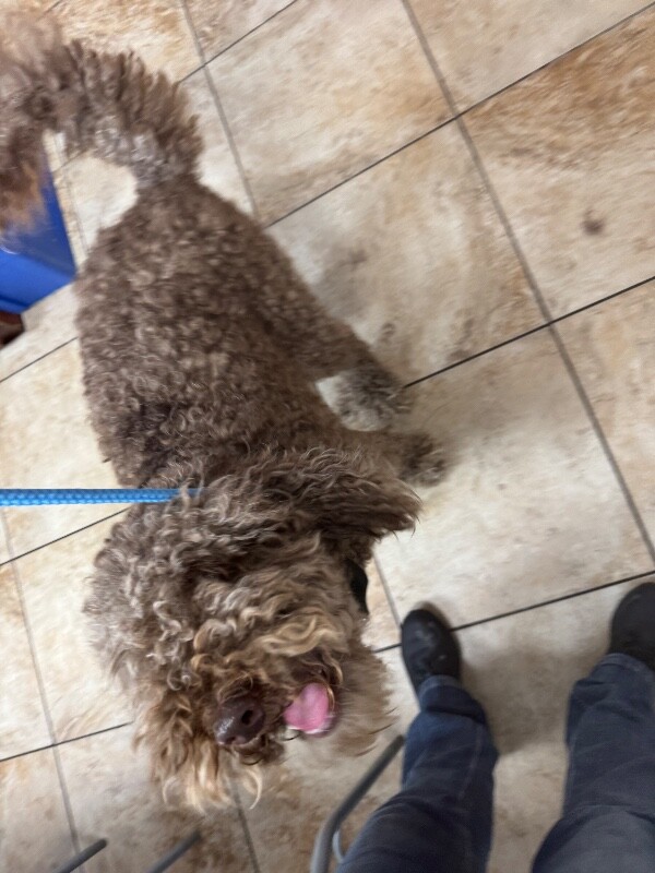View Felicia the Dog Photo #2