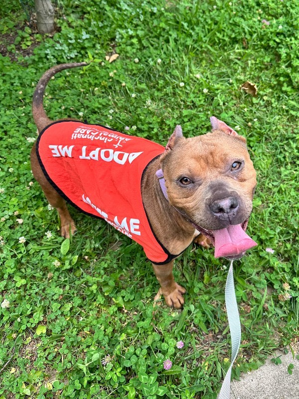 Learn More About Ronicca Ronicca - Dog