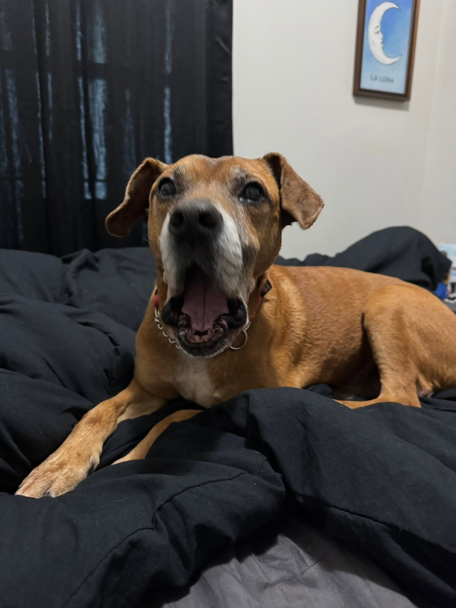 View Cuyler the Dog Photo #10