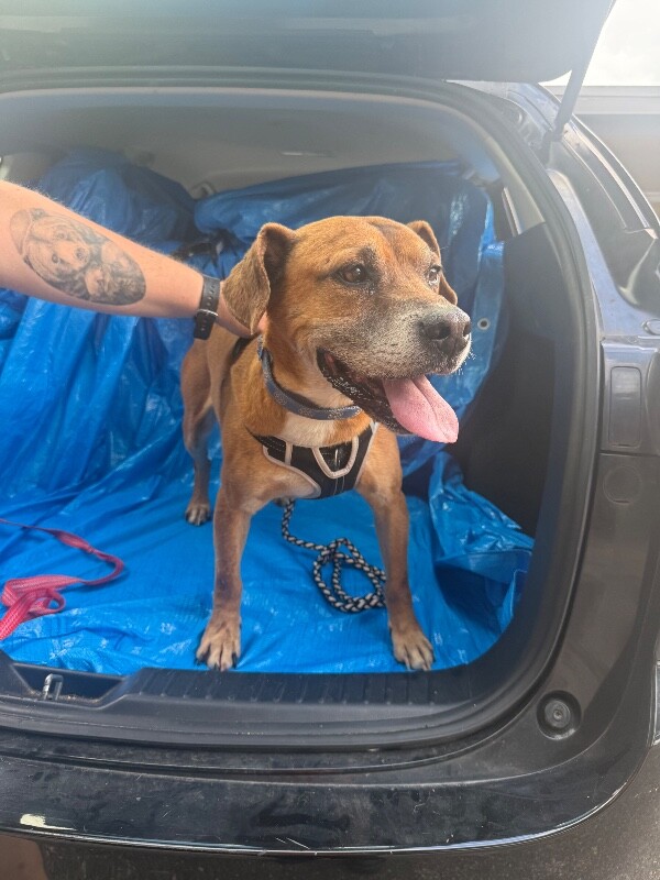 Learn More About Cuyler Cuyler - Dog