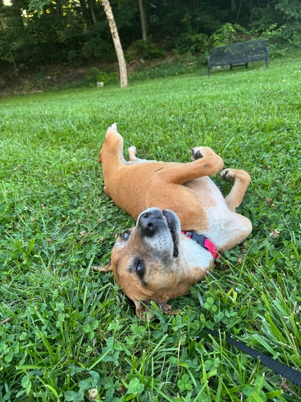 View Cuyler the Dog Photo #5