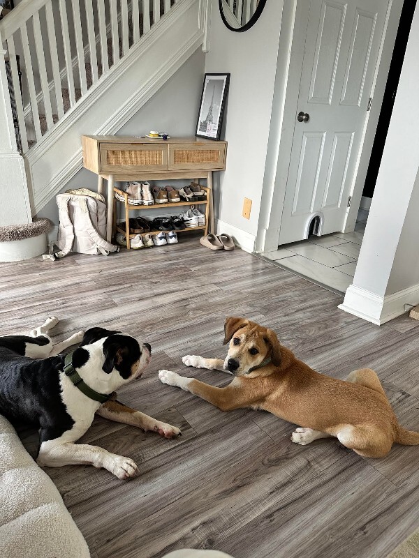 View T.rex the Dog Photo #6