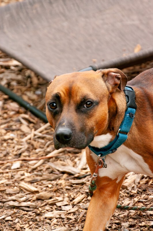 View Drizzle the Dog Photo #2